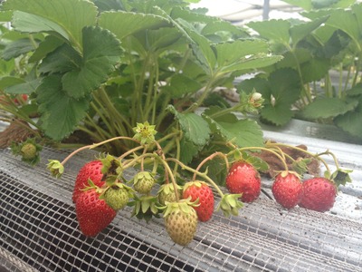 Ginoza strawberry Farms