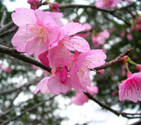 第7回 やえせ桜祭り