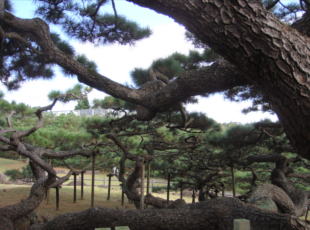 久米の五枝の松（国指定天然記念物）