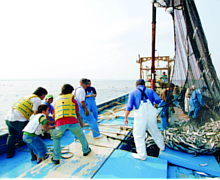 大型定置網漁業体験