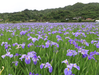 春のやんばる風物詩　薄紫色が美しいオクラレルカ（別名アイリス）の花畑が見頃