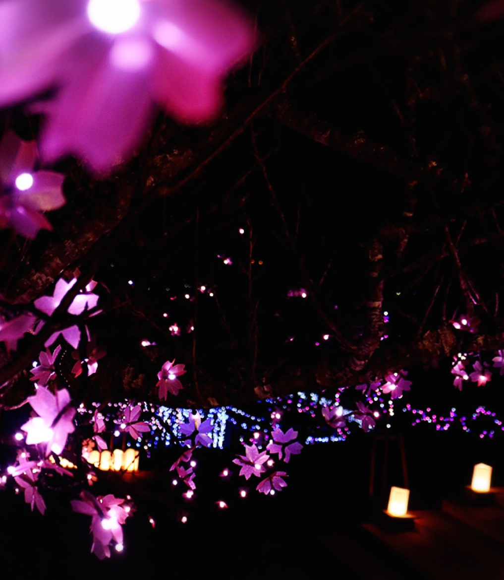 初登場！桜型イルミネーションロードが人気！八重瀬桜まつり