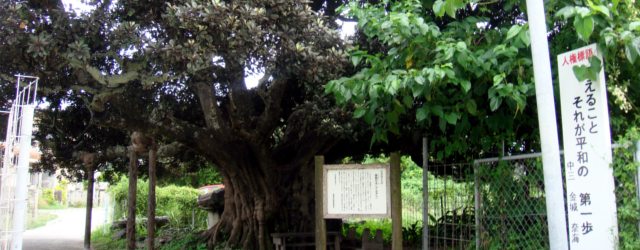 御殿（うるん）の木 「アカテツ」 村指定文化財