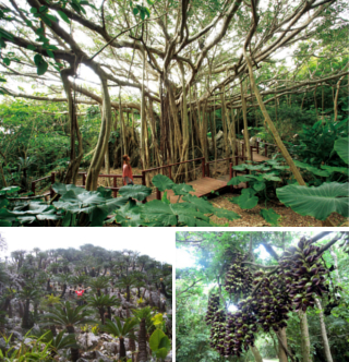 亜熱帯自然林コース