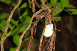 緑色のカタツムリ アオミオカタニシ