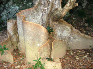 サキシマスオウの木の板根