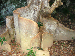 サキシマスオウの木（東村指定天然記念物）