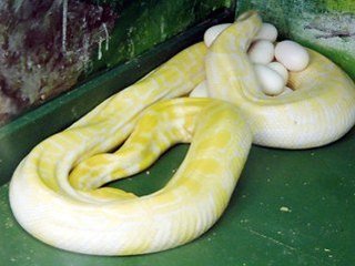 【珍】幸運の白いヘビさんが出産