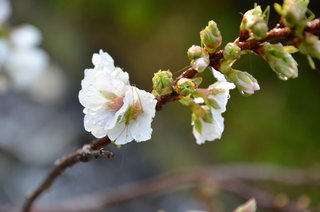 沖縄で白いサクラ！？ピンクに変わる花びらがヒラヒラ舞う「幻の桜」