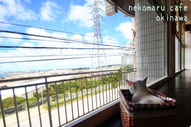 猫まるカフェ okinawa